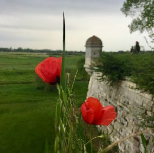 IMG_4347.jpeg