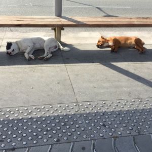 IMG_4651.jpeg