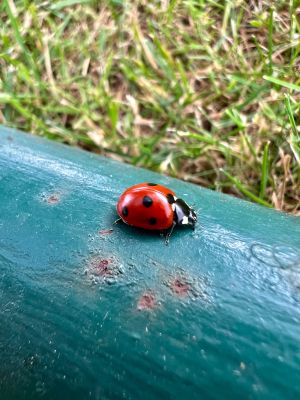IMG_3454.jpeg